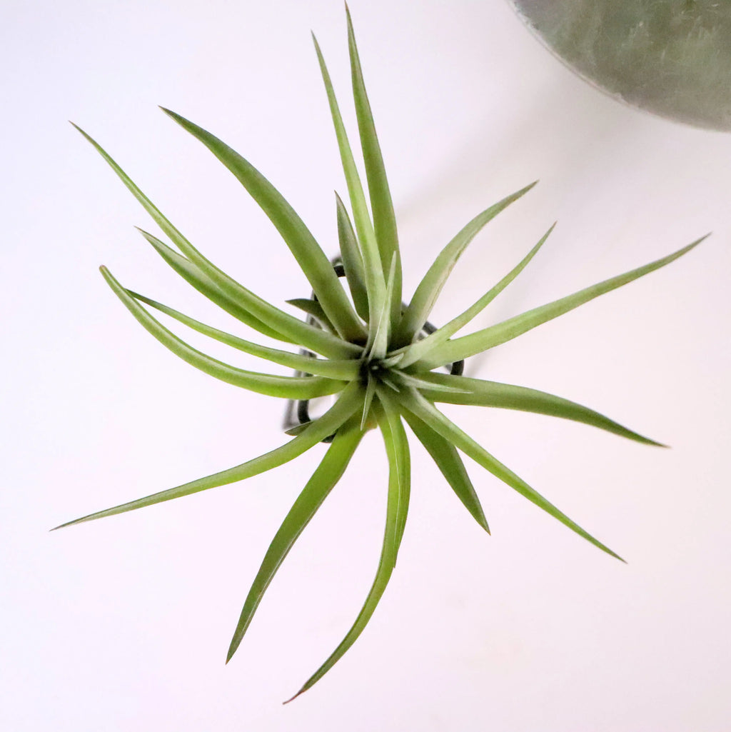 Soporte de tillandsia multiflora sobre mesa