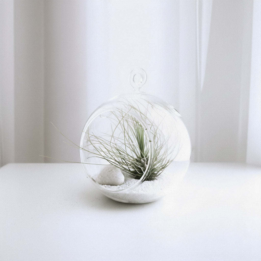 Tillandsia en un terrario de cristal esférico con arena blanca y una piedra decorativa sobre un fondo claro.