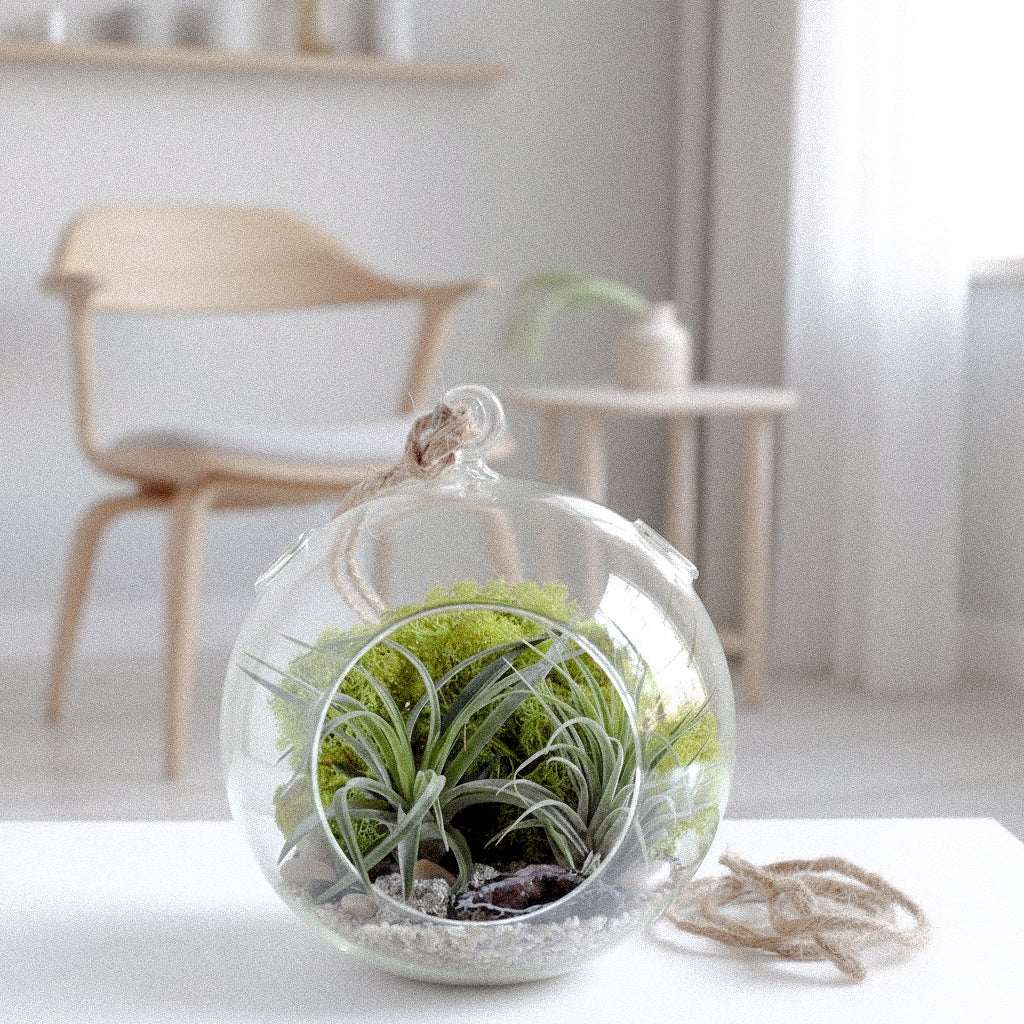Tillandsia colgante sobre mesa blanca, con silla de fondo