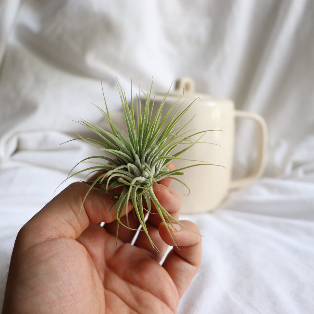 Tillandsia Ionantha sostenida por una mano, con el fondo desenfocado de una jarra de cerámoca y una sábana blanca