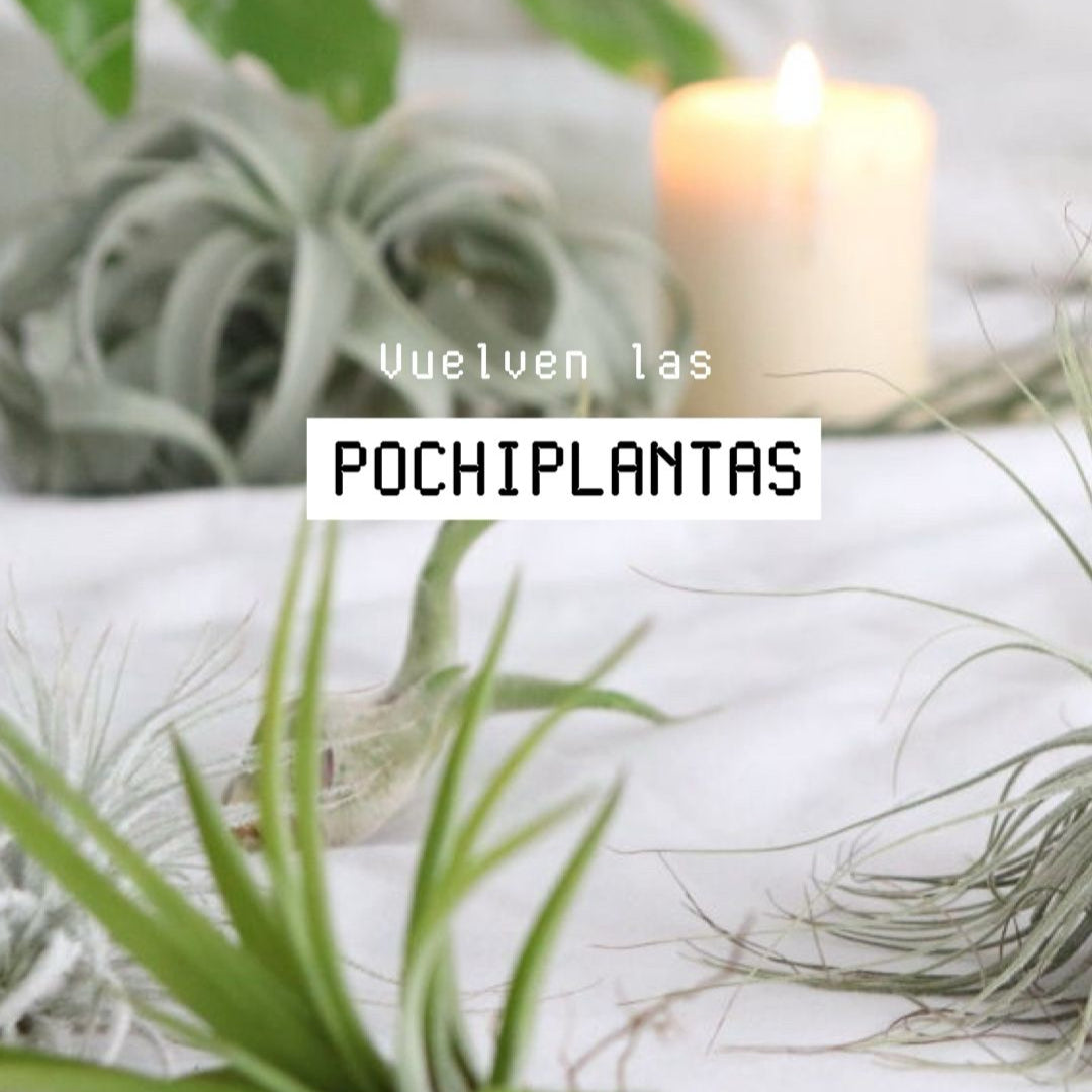 imagen de `lantas de aire con el texto ¨VUELVEN LAS POCHIPLANTAS¨