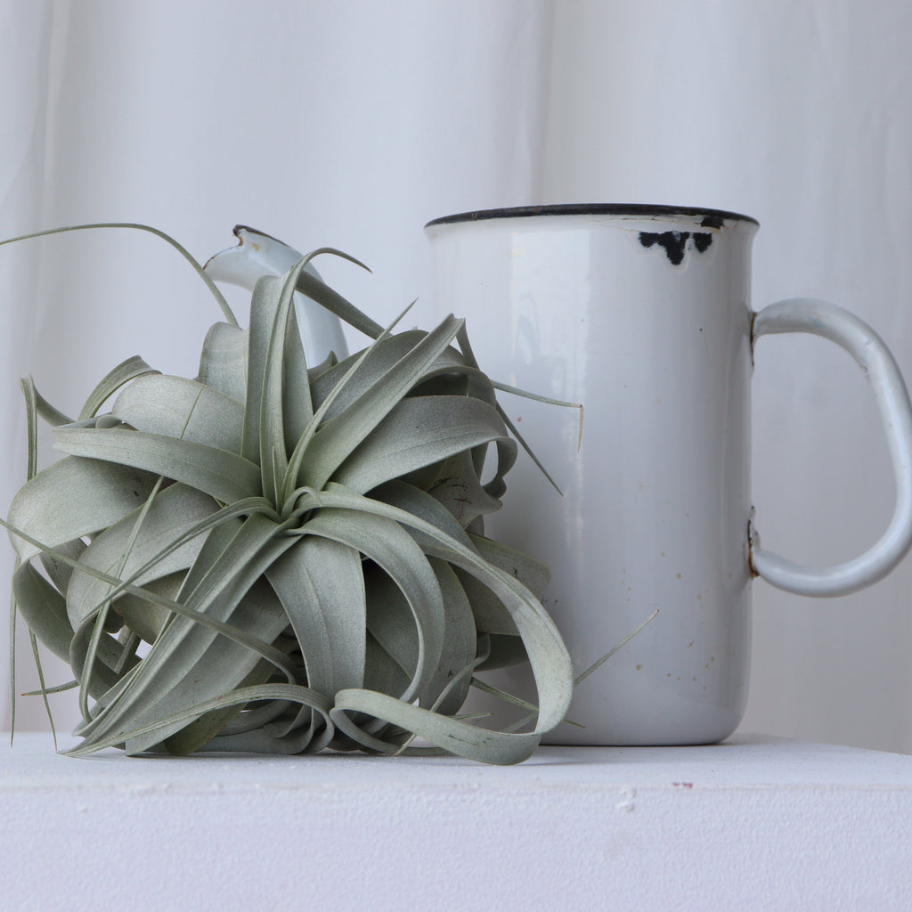 Imagen decorativa planta de aire Xerographica 