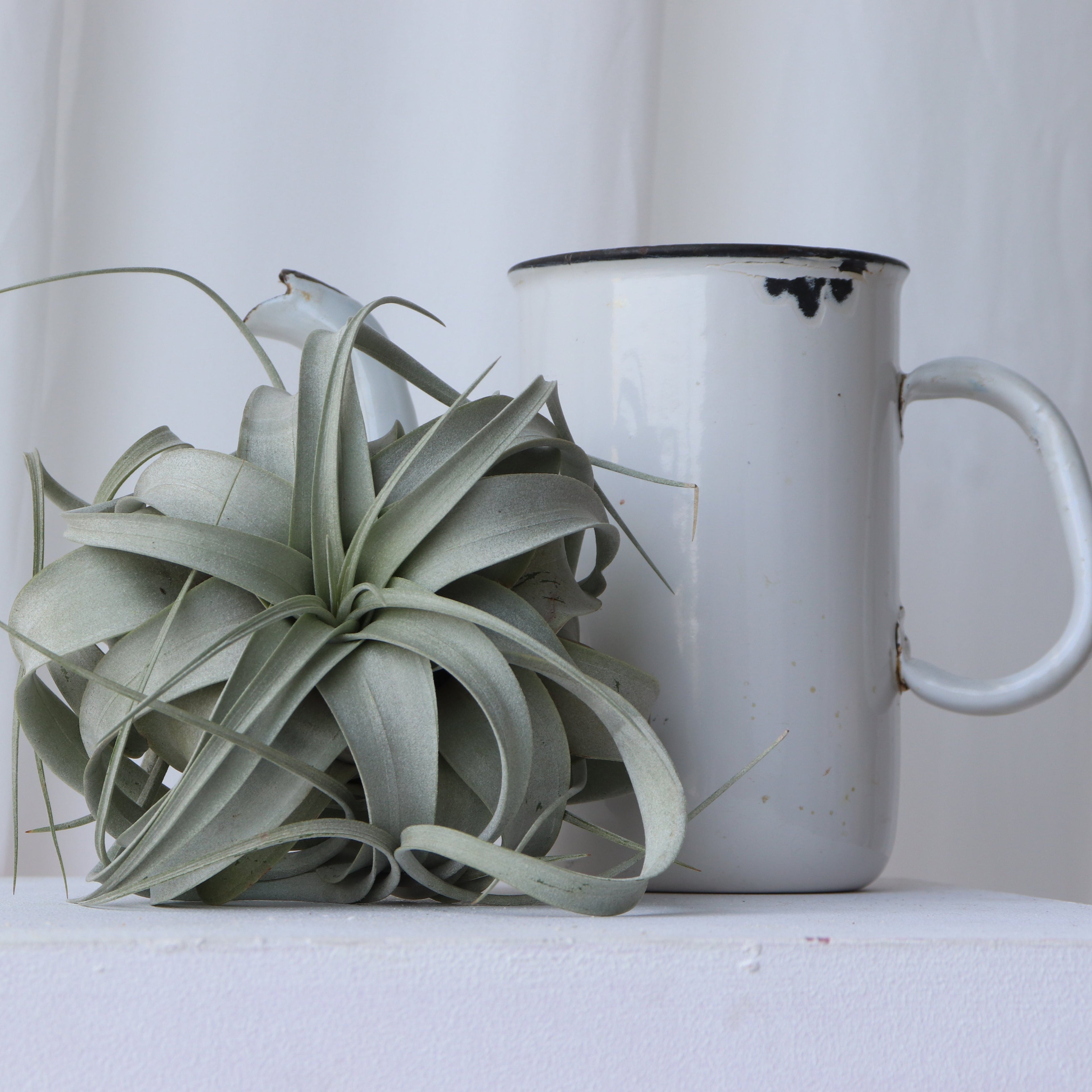 Imagen decorativa planta de aire Xerographica 