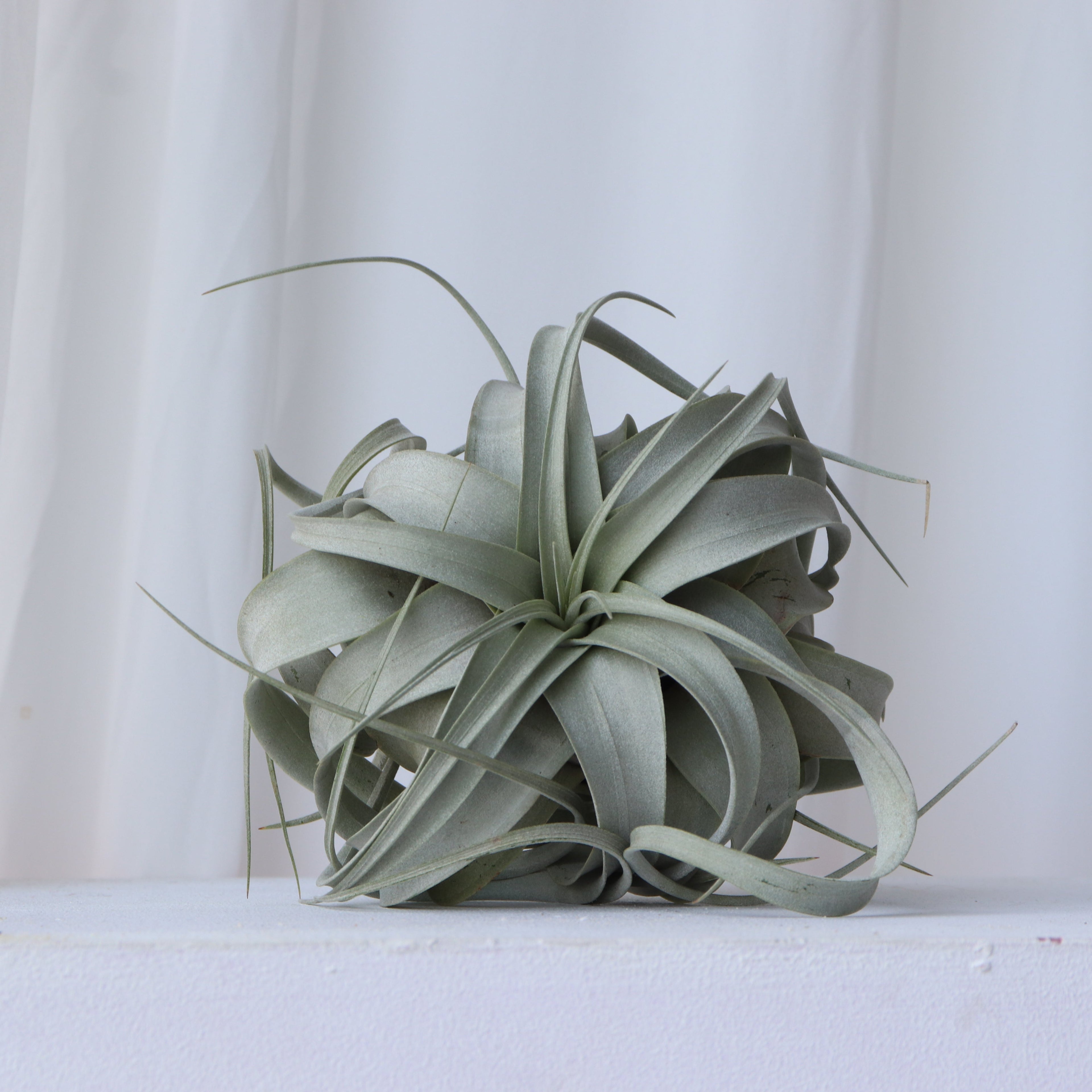 Imagen planta de aire Xerographica