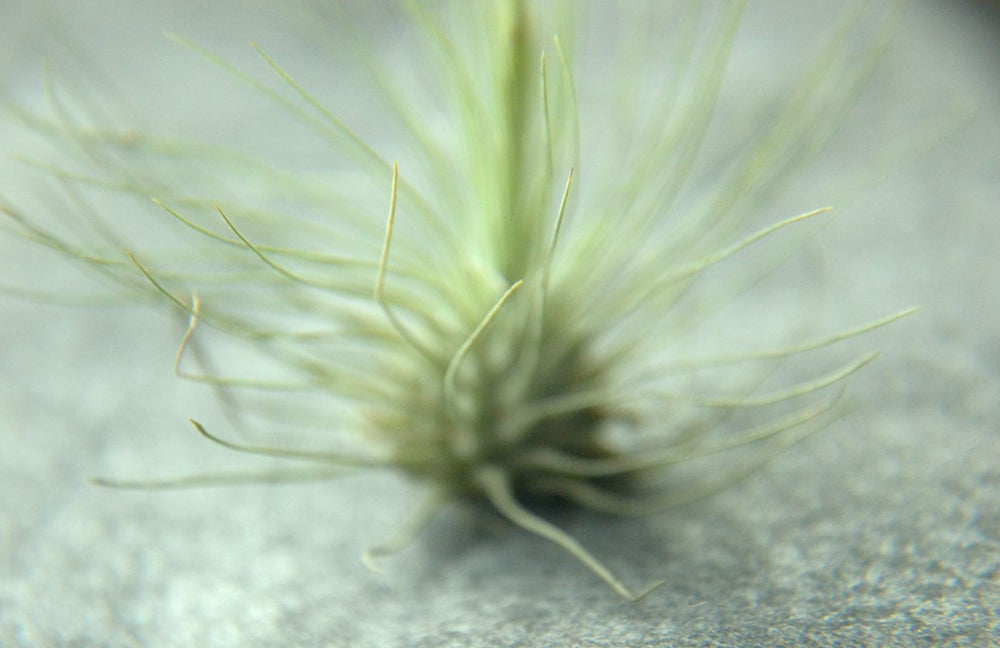 detalle tillandsia argentea
