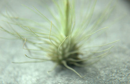 detalle tillandsia argentea
