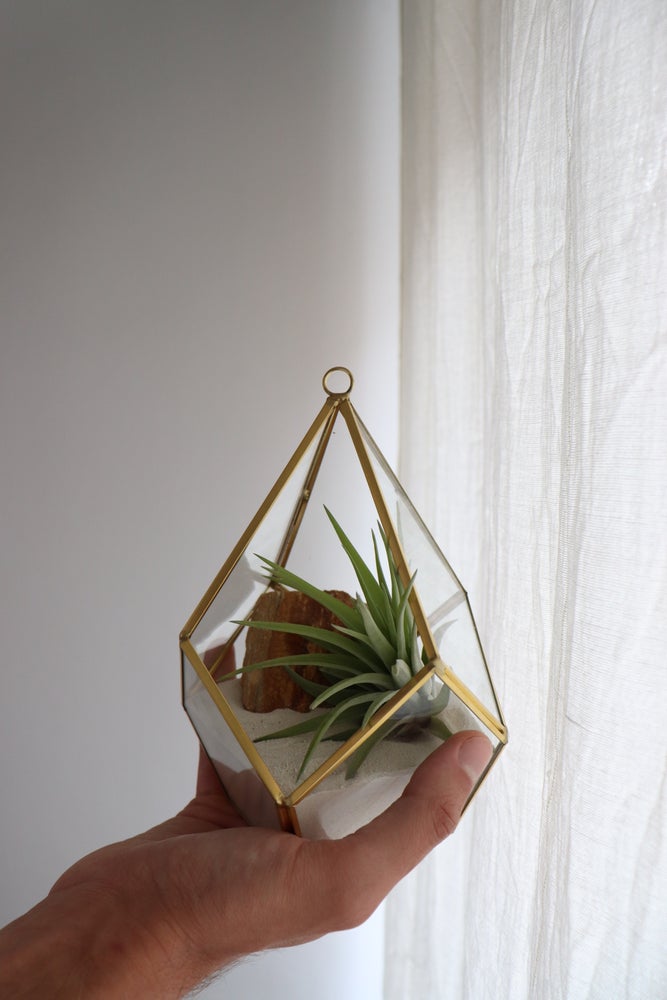 terrario geometrico dorado con planta epifita tillandsia multiflora sin tierra, sobre base de arena