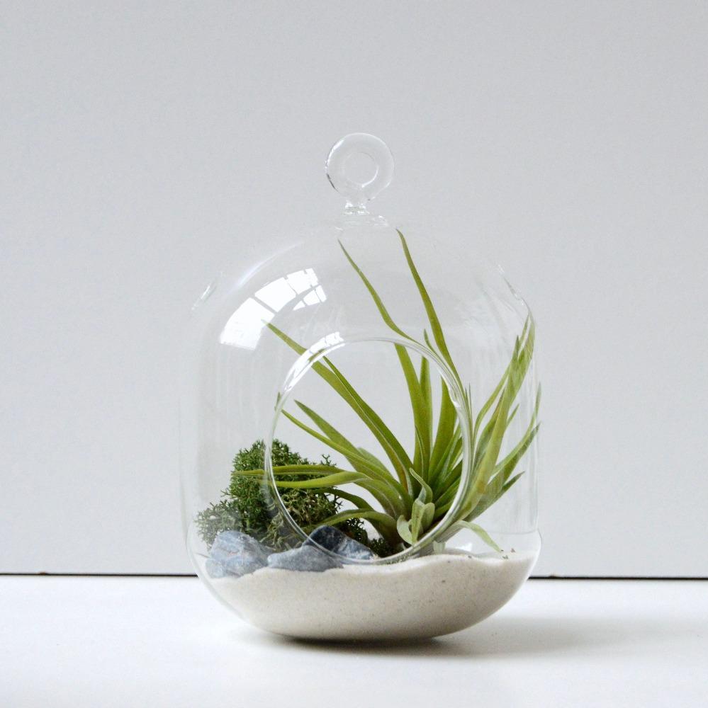 Terrario de cristal forma de buzo con planta de aire tillandsia multiflora y liquen preservado, ideal para regalo original ecologico y natural