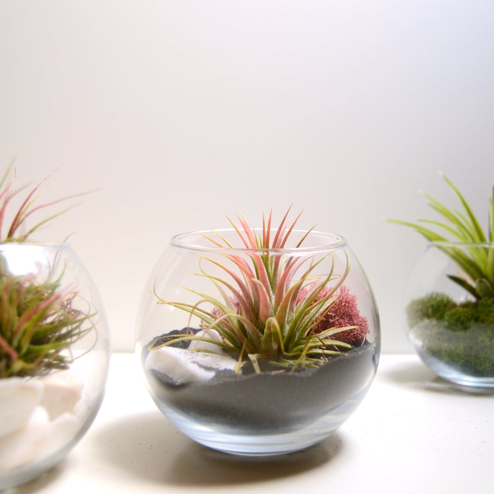mini terrario pequeño tillandsia espacios pequeños decoracion minimalista