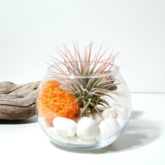 terrario ionantha liquen mostaza