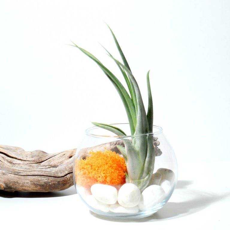 terrario pequeño cristal planta sin tierra caput medusae liquen preservado mostaza
