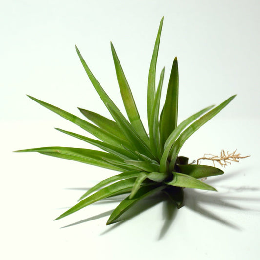 tillandsia multiflora