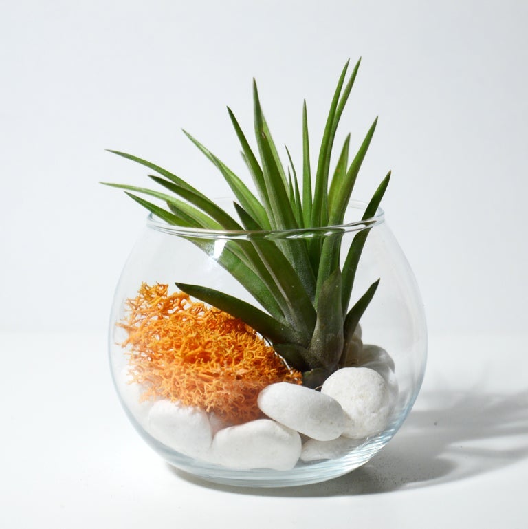 terrario cristal planta tillandsia multiflora liquen de islandia mostaza preservado