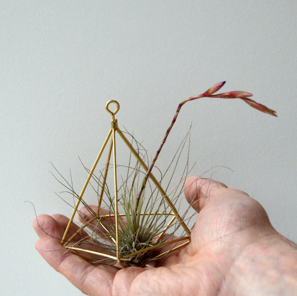 colgador latón geometrico con tillandsia argentea en flor