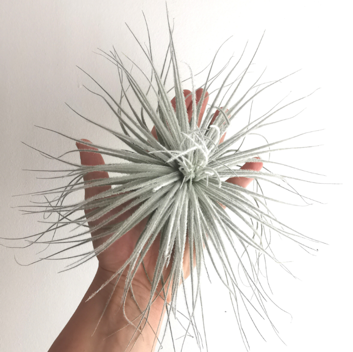 tillandsia magnusiana planta sin tierra planta epífita del aire