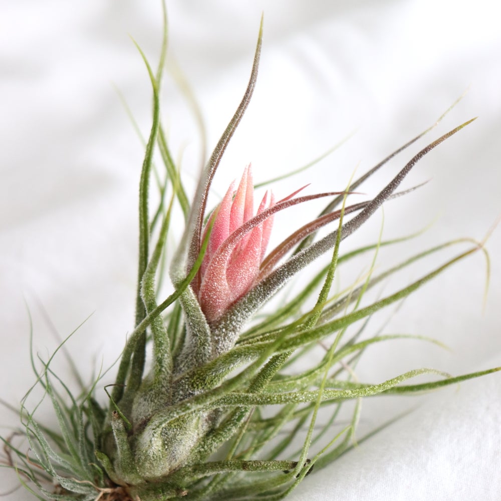 tillandsia pruinosa en flor, detalle hojas con tricomas