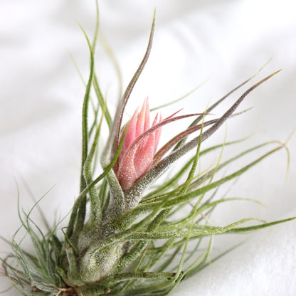 tillandsia pruinosa en flor, detalle hojas con tricomas