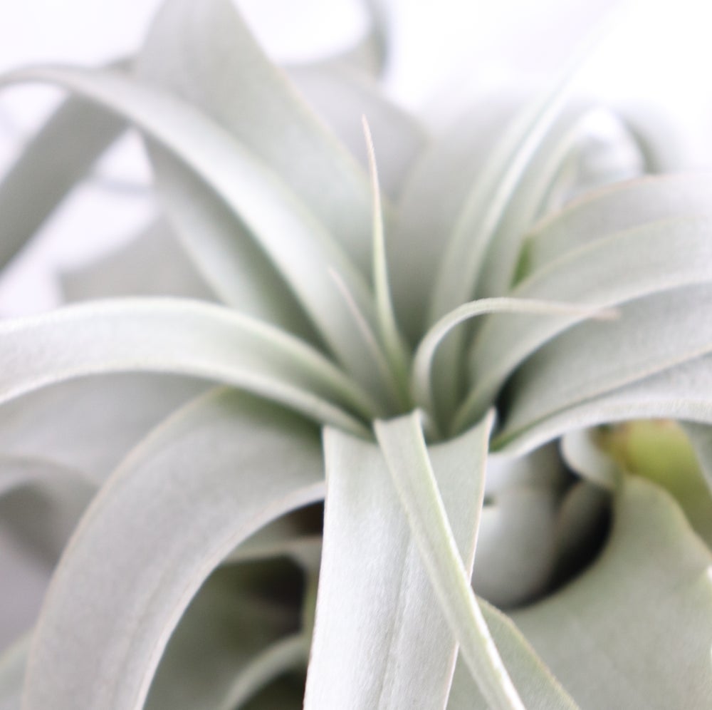 detalle hoja tillandsia xerographica planta de aire