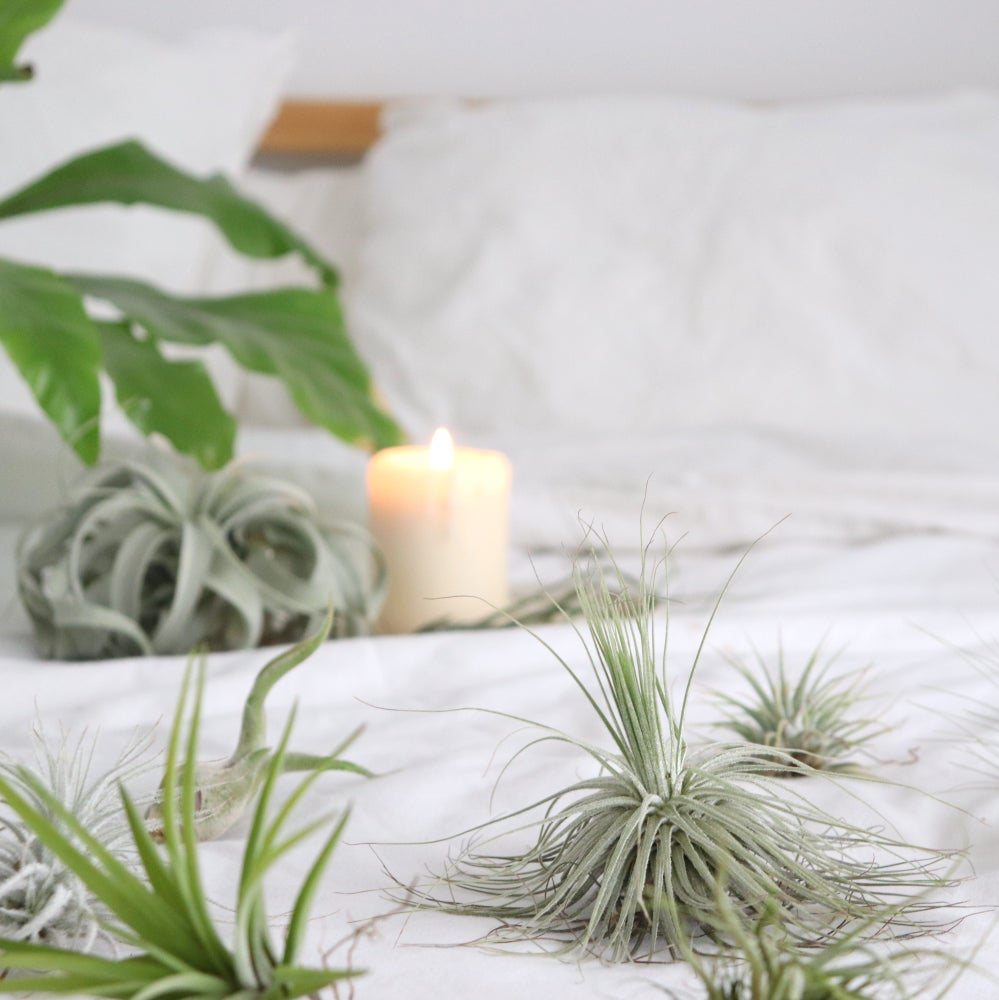 composicion plantas del aire: magnusiana, multiflora, xerographica, ambiente relajado con una vela. composición zen de plantas que viven sin tierra