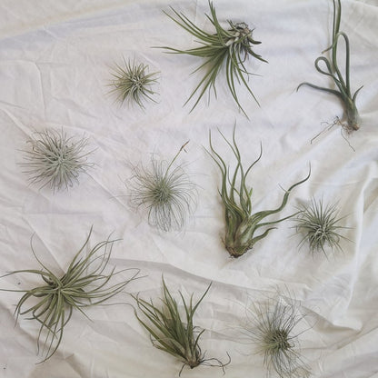 pochiplantas