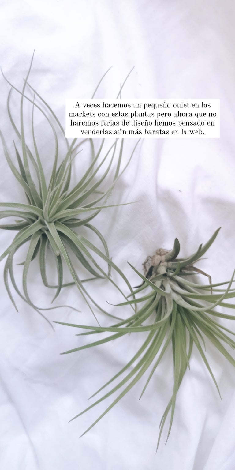 POCHIPLANTAS + SNOW