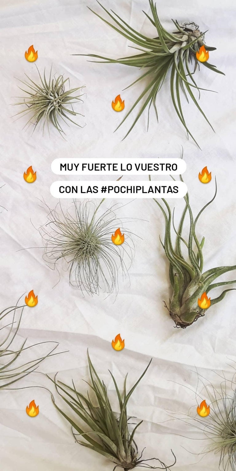 POCHIPLANTAS + SNOW