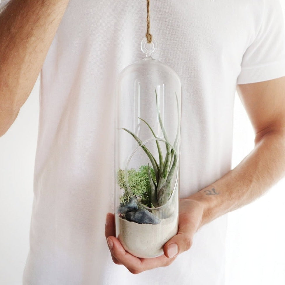 composición terrario cristal ecosistema con planta caput medusae