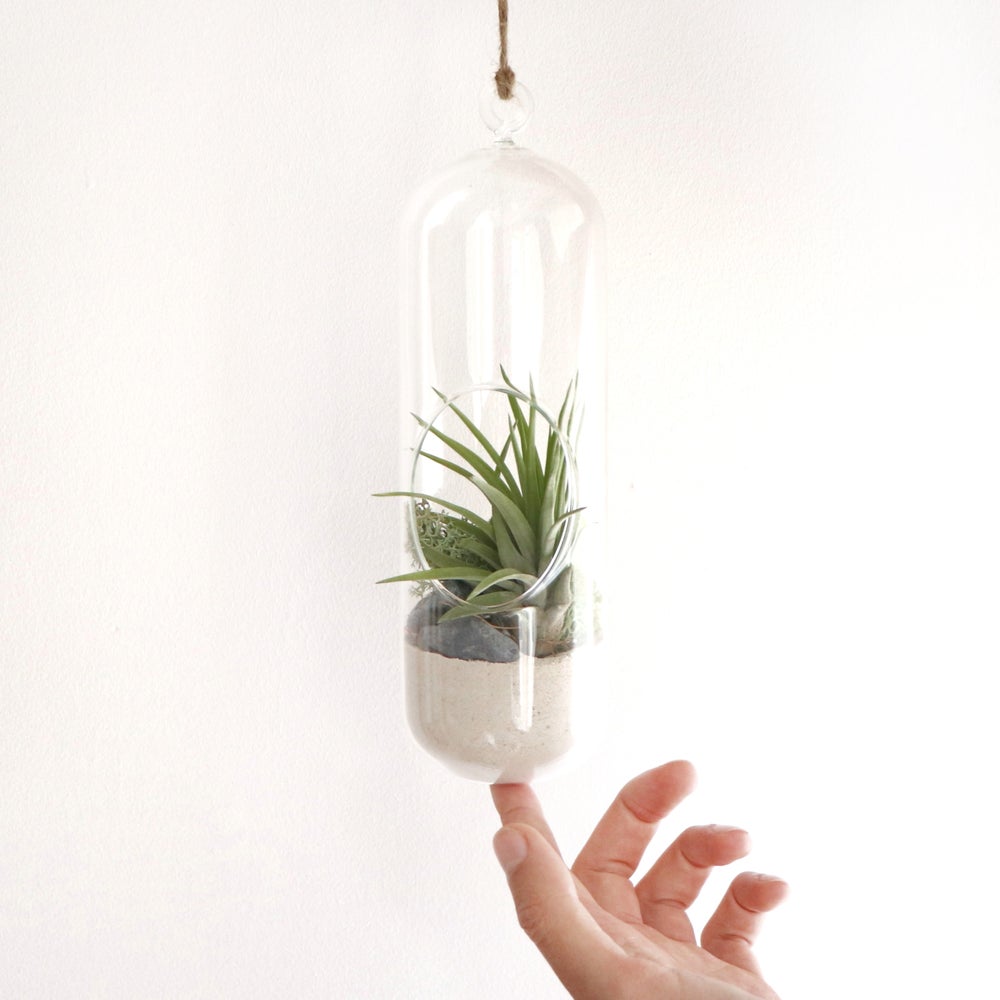 planta del aire multiflora tillandsia