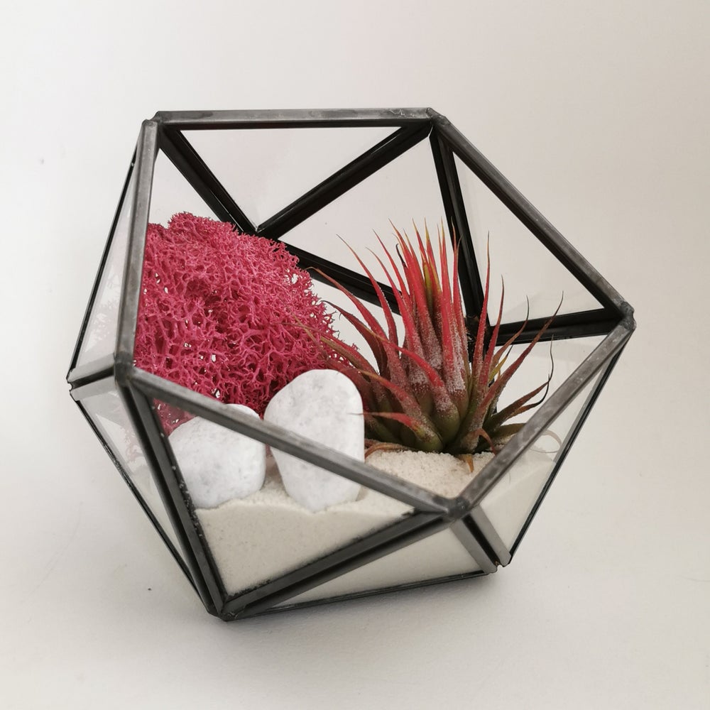 composicion planta roja terrario geometrico, planta sin tierra tillandsia ionantha y liquen de islandia rojo color magenta