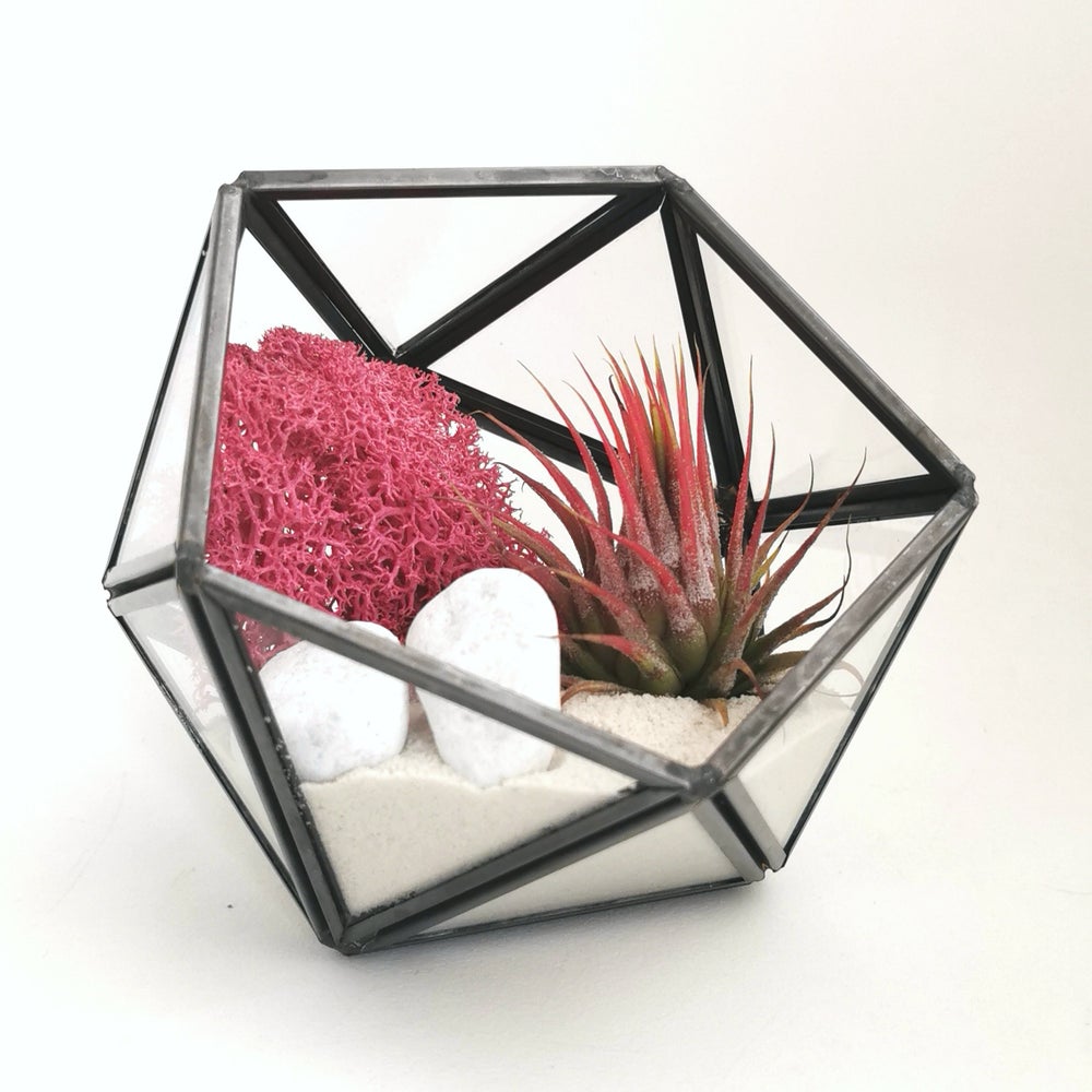 planta sin tierra tillandsia ionantha roja y liquen de islandia rojo color magenta sobre terrario geometrico, regalo perfecto para amantes de las plantas y plant lovers