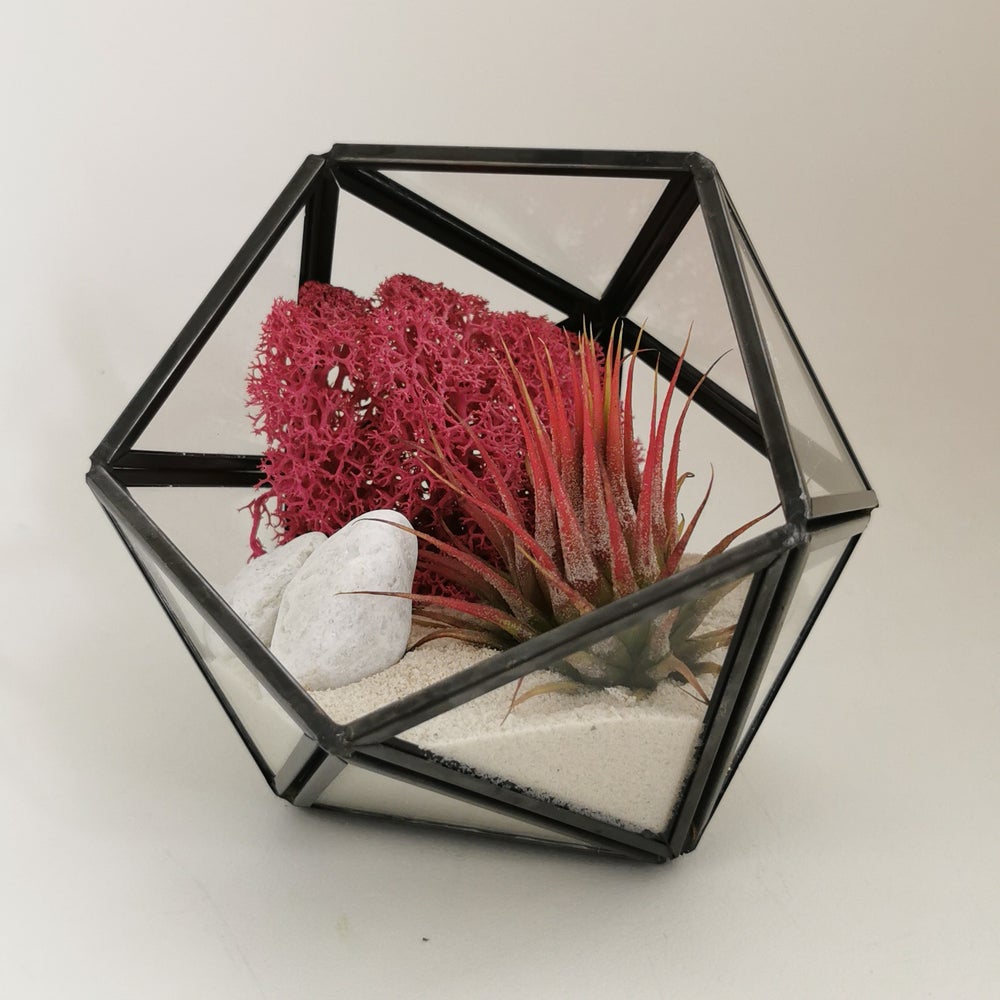 regalo exclusivo sostenible composicion planta roja terrario geometrico, planta sin tierra tillandsia ionantha y liquen de islandia rojo color magenta