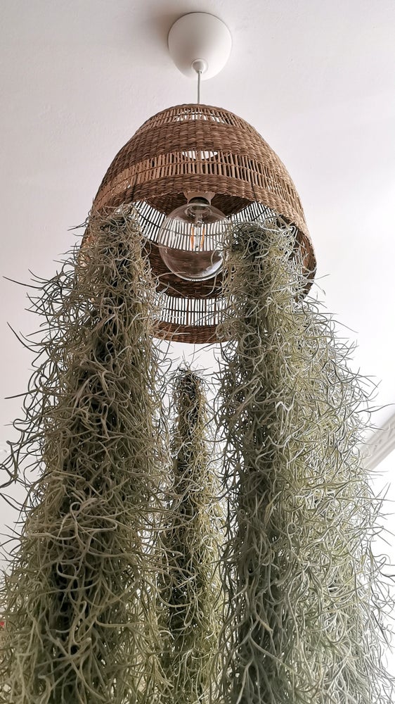 planta colgada lampara spanish moss tillandsia 