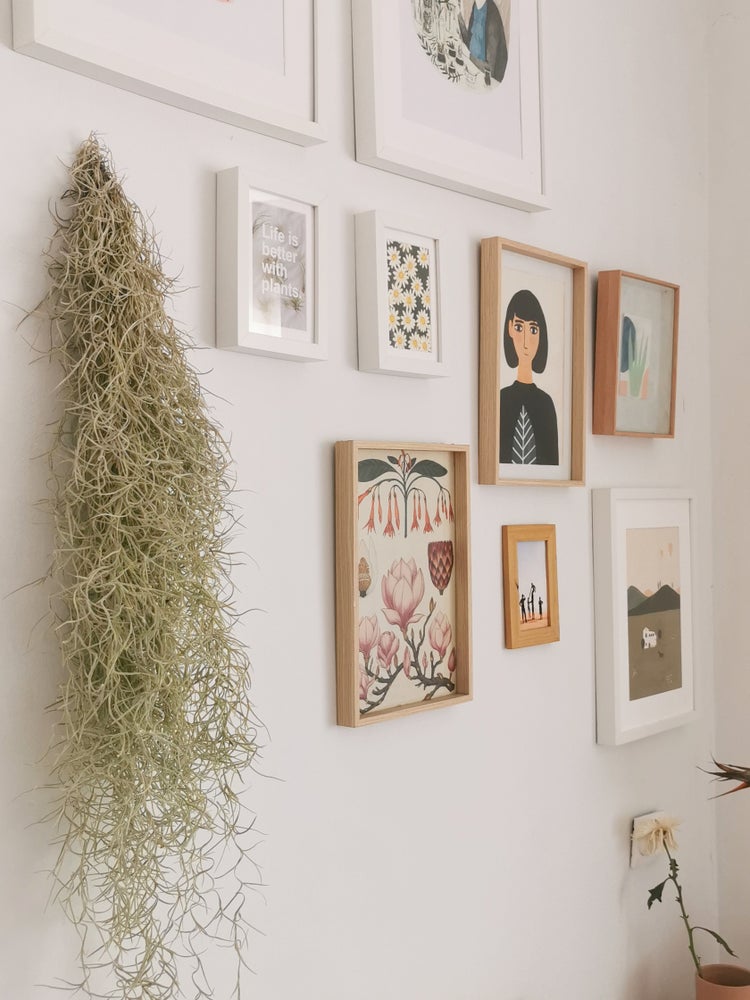 composicion pared cuadros y planta colgante spanish moss tillandsia
