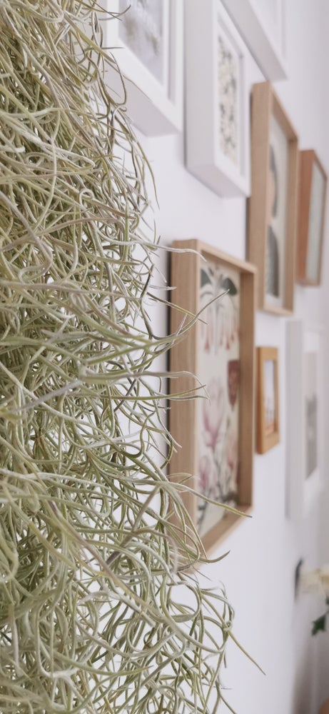 composición pared planta tillandsia colgante spanish moss, barba de anciano, hoja plateada, planta hoja rizada