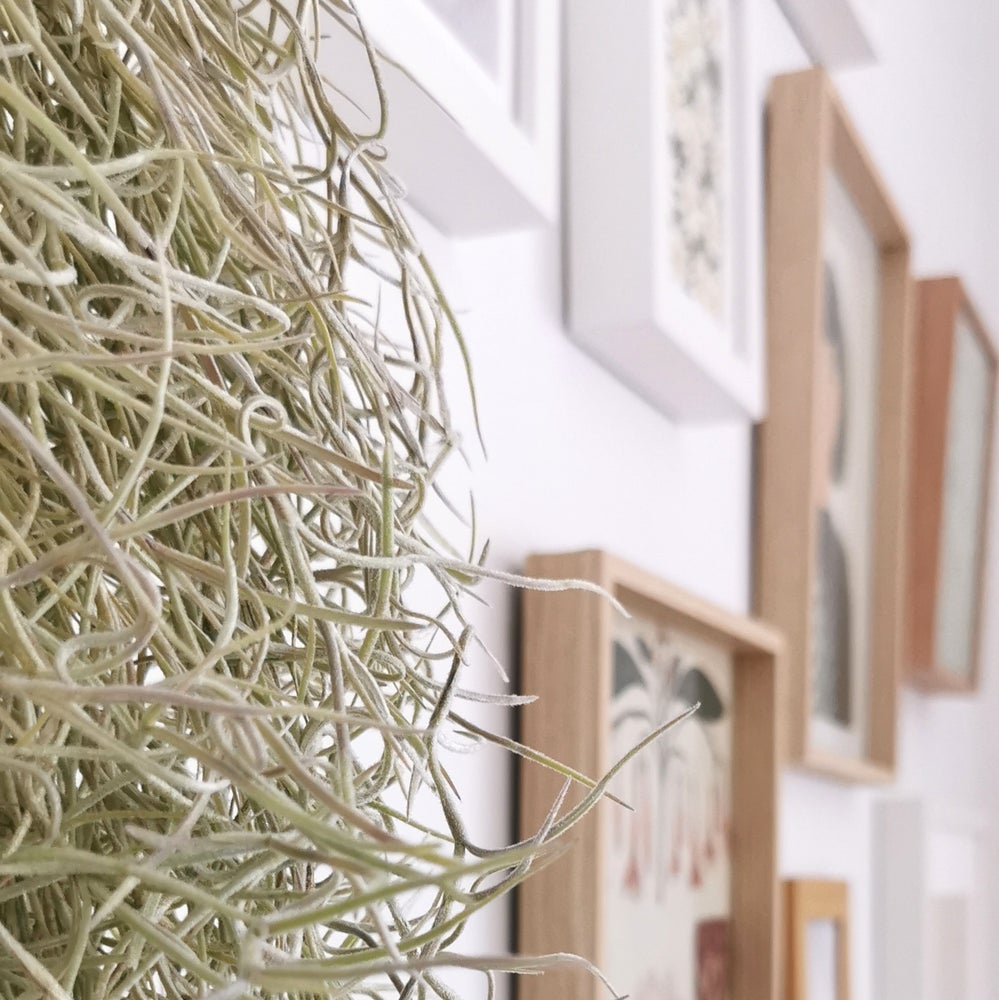 planta tillandsia colgante spanish moss, barba de anciano, hoja plateada, planta hoja rizada