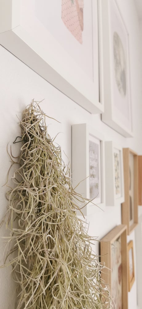 planta tillandsia colgante spanish moss, barba de anciano, hoja plateada, planta hoja rizada planta epífita