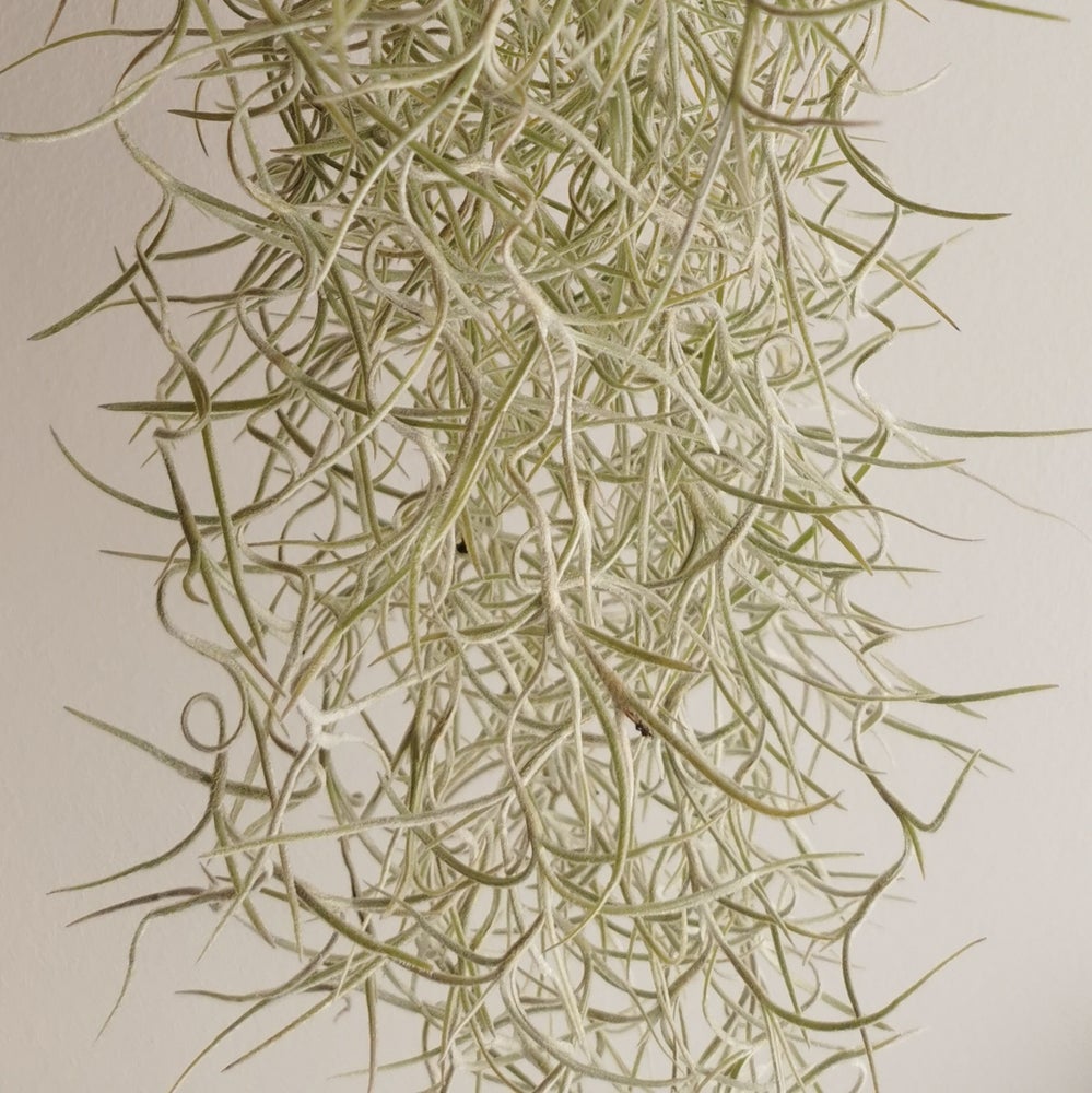 planta tillandsia colgante spanish moss, barba de anciano, hoja plateada, planta hoja rizada sin tierra