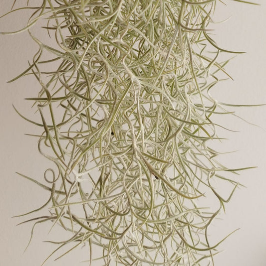 planta tillandsia colgante spanish moss, barba de anciano, hoja plateada, planta hoja rizada sin tierra