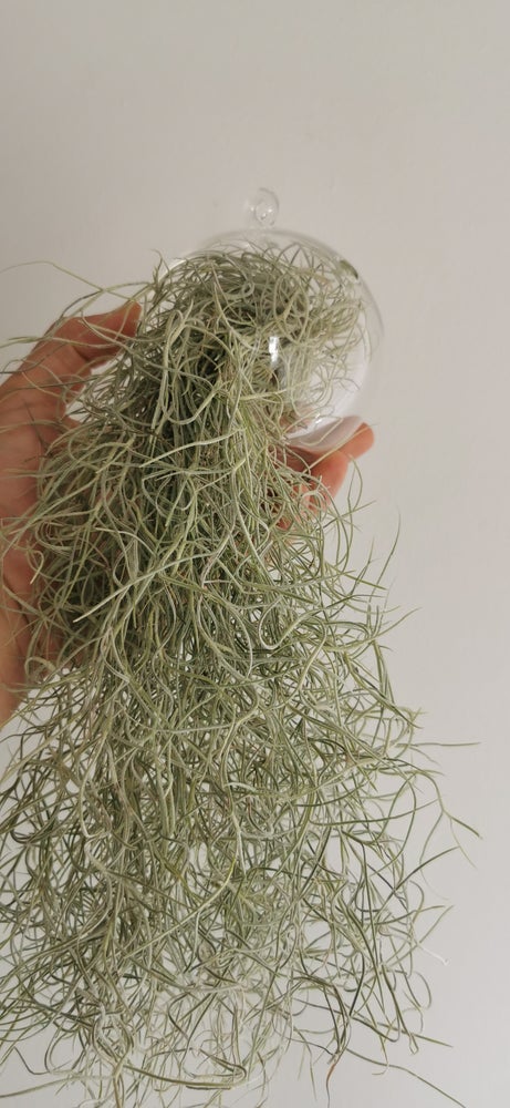 planta tillandsia colgante spanish moss, barba de anciano, hoja plateada, planta hoja rizada terrario cristal colgante