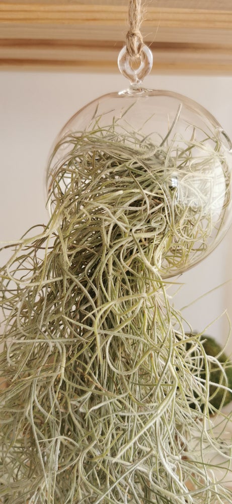 terrario cristal colgante con planta tillandsia spanish moss epifita sin tierra