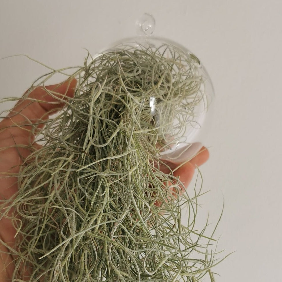 terrario de cristsal planta tillandsia colgante spanish moss, barba de anciano, hoja plateada, planta hoja rizada