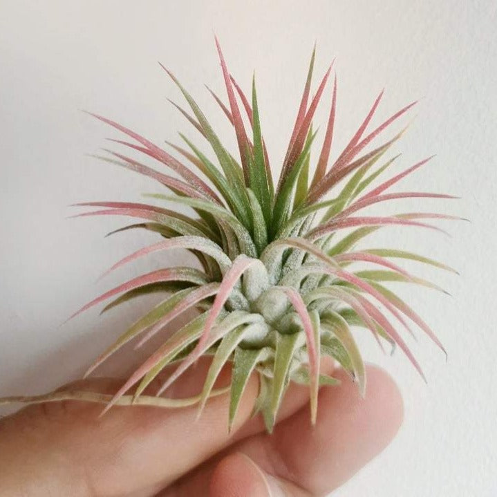 tillandsia ionantha pink de hoja roja
