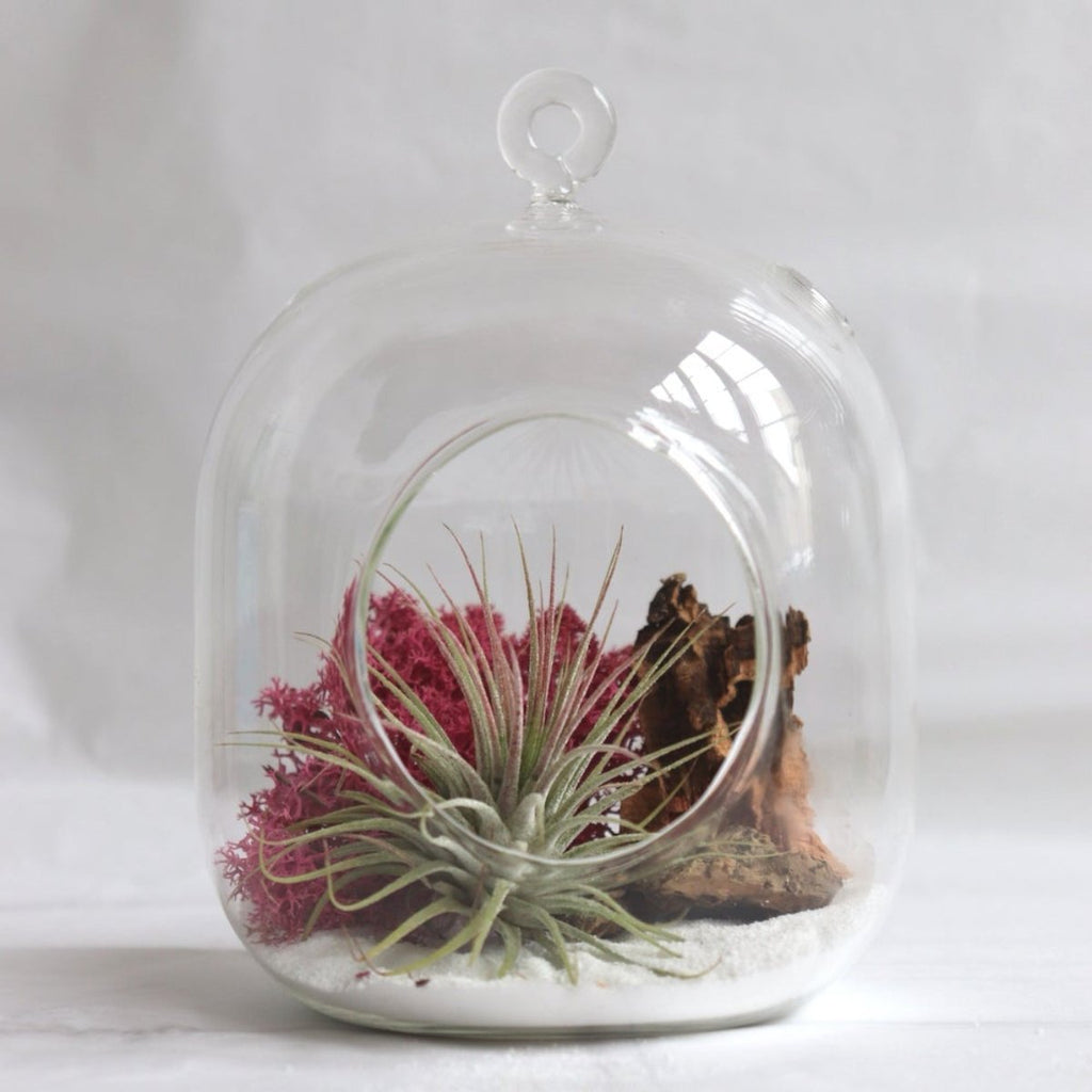 terrario colgante vidrio con planta ionantha red pink, ecosistema vivo para regalar o para decorar tu hogar. Compuesto por tillandsia y musgo preservado magenta