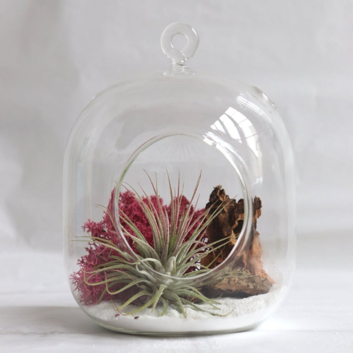 terrario colgante vidrio con planta ionantha red pink, ecosistema vivo para regalar o para decorar tu hogar. Compuesto por tillandsia y musgo preservado magenta