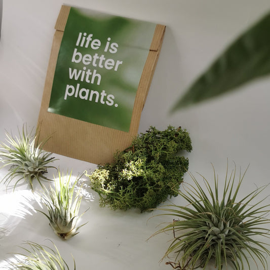 outlet plantas de aire sin tierra, musgo verde