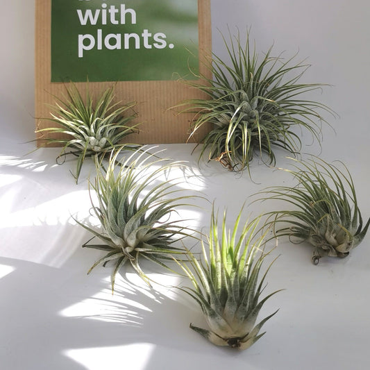 outlet plantas de aire sin tierra, musgo verde