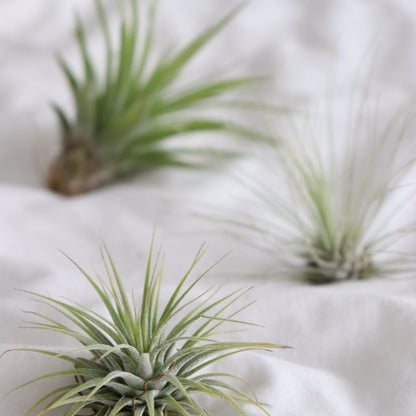plantas del aire plantas sin tierra tillandsia argentea ionantha multiflora