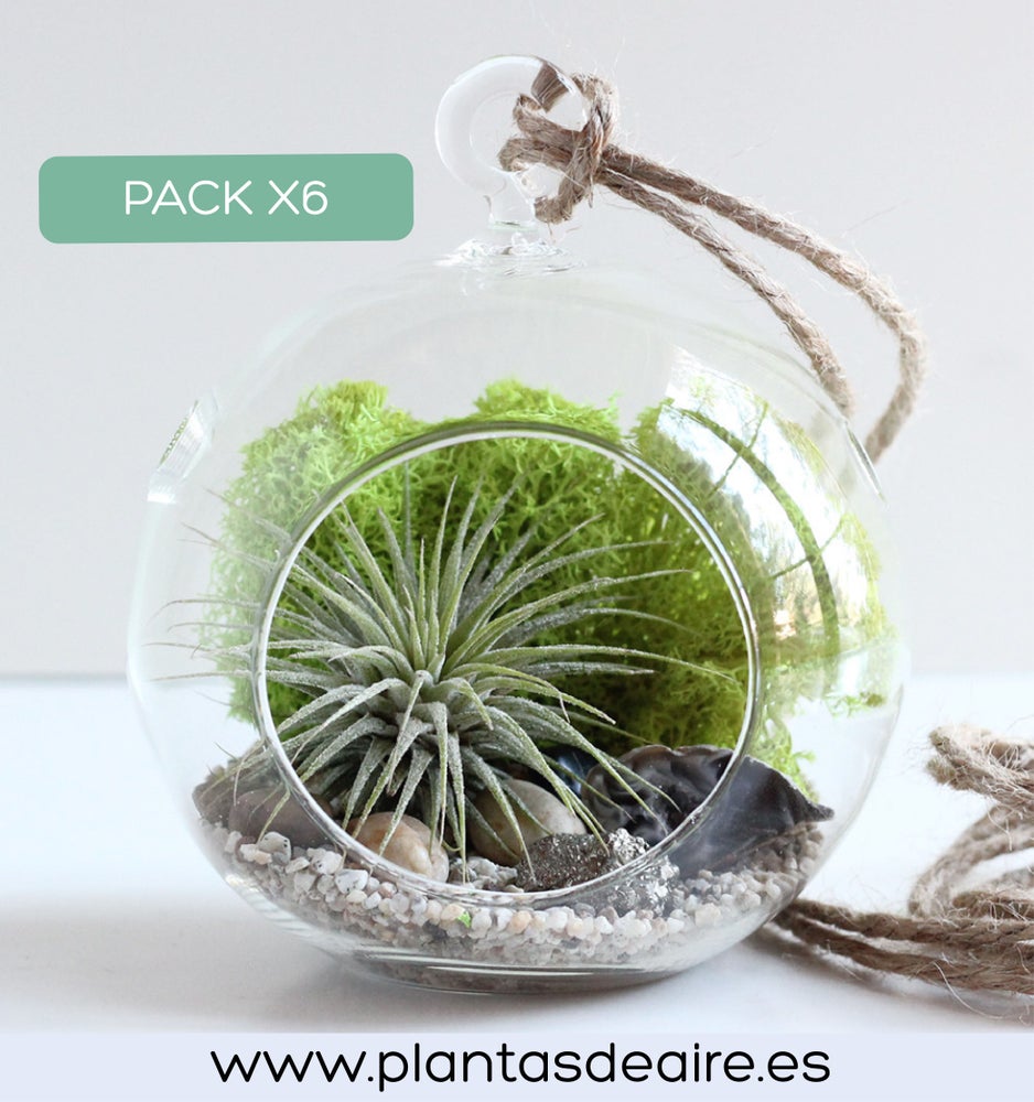PACK 5 TERRARIOS — PROMO