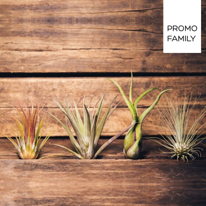 pack ahorro 4 plantas de aire baratas ionantha, multifloa, caput medusae, argentea