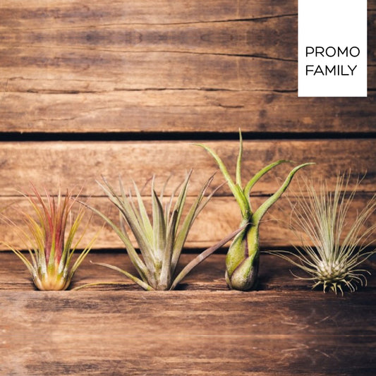 pack ahorro 4 plantas de aire baratas ionantha, multifloa, caput medusae, argentea